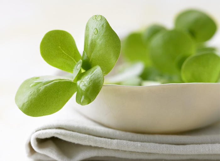 ����ҩ ������